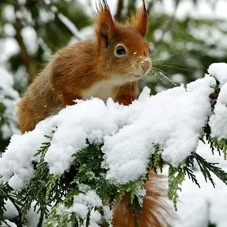 Mara * 바트라우터베르크